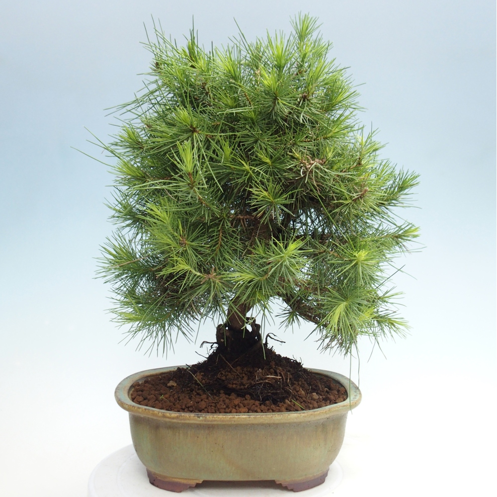 Zimmer Bonsai-Pinus halepensis-Kiefer von Aleppo