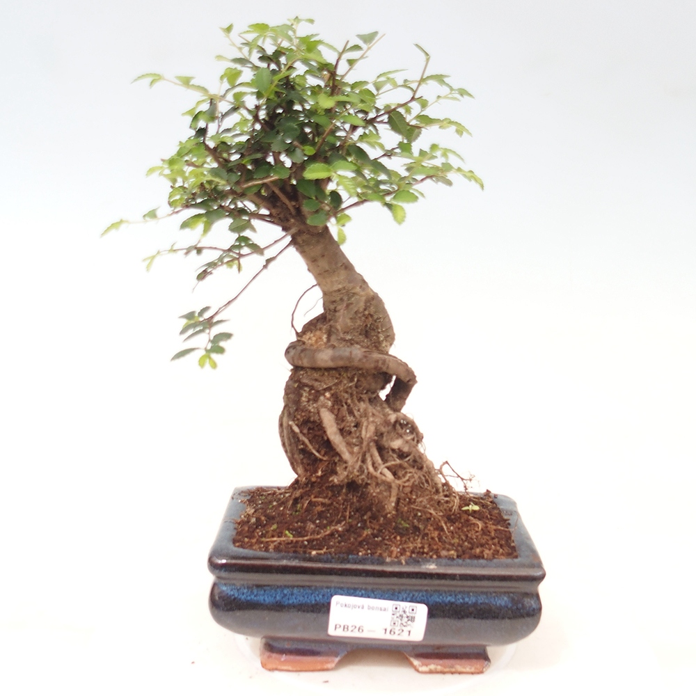 Zimmerbonsai - Ulmus parvifolia - Kleinblättrige Ulme
