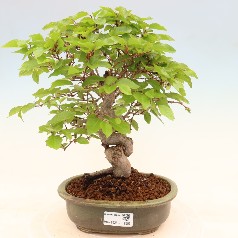 Bonsai für draußen - Karpinus Coreana - Koreanische Hainbuche