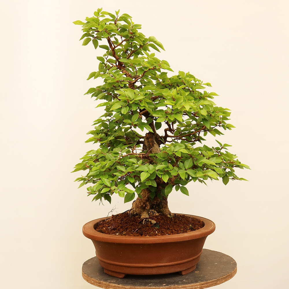 Bonsai im Freien - Carpinus Coreana - Koreanische Hainbuche