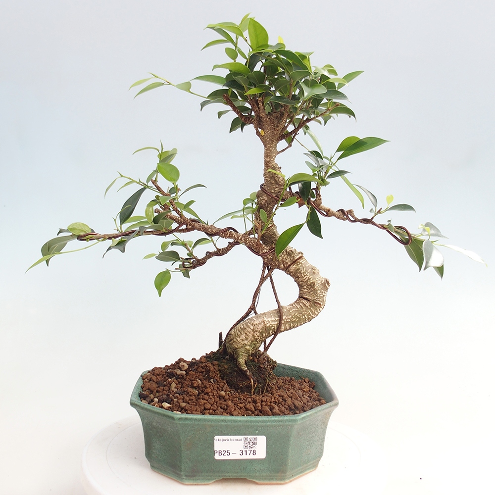 Indoor-Bonsai - Ficus retusa - kleiner Ficus