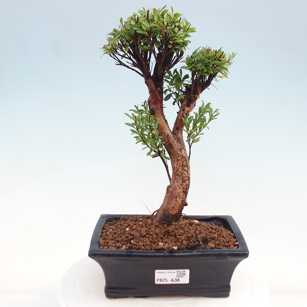 Zimmer Bonsai - Syzygium - Pimentovník