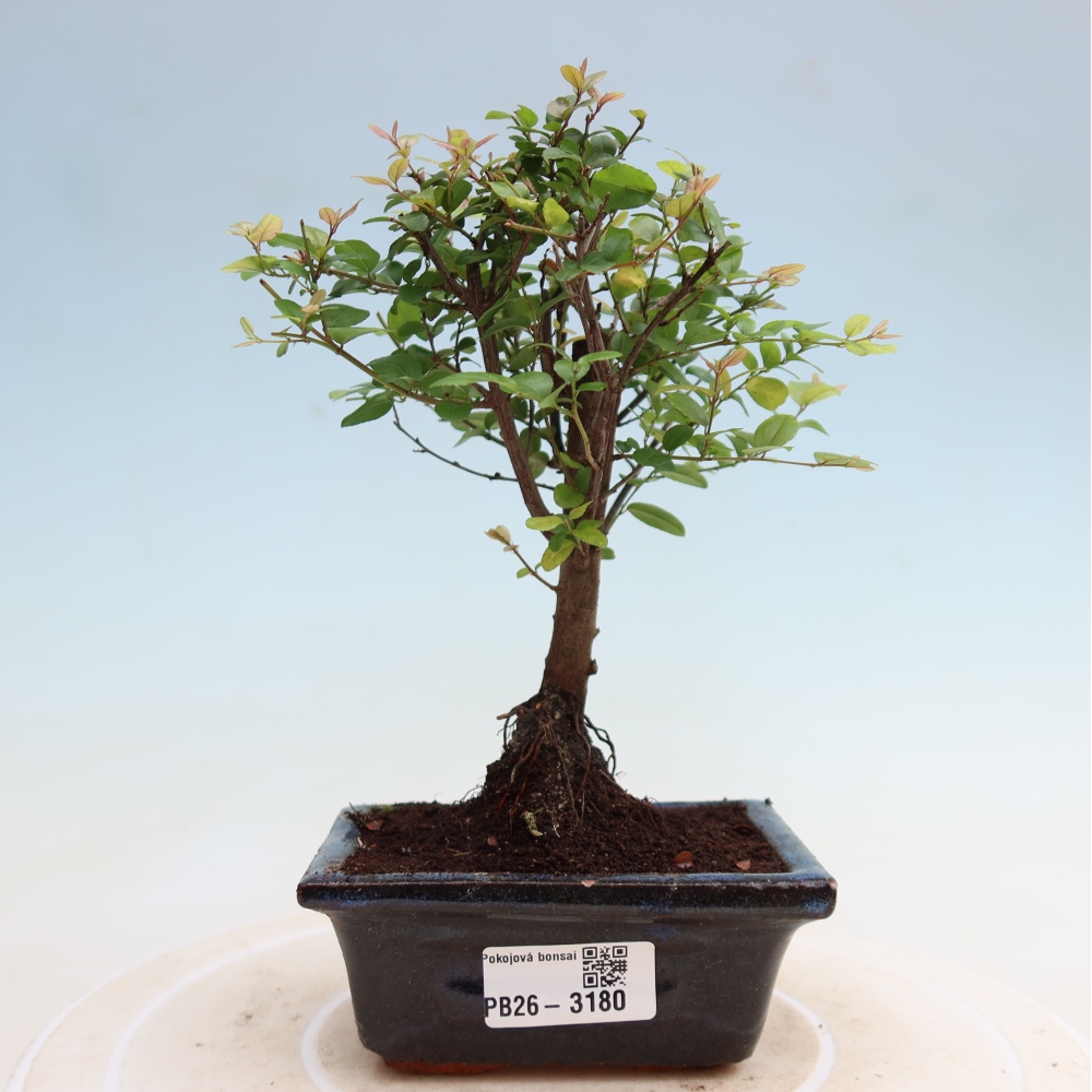 Zimmer Bonsai - Sageretia thea - Sageretia thea
