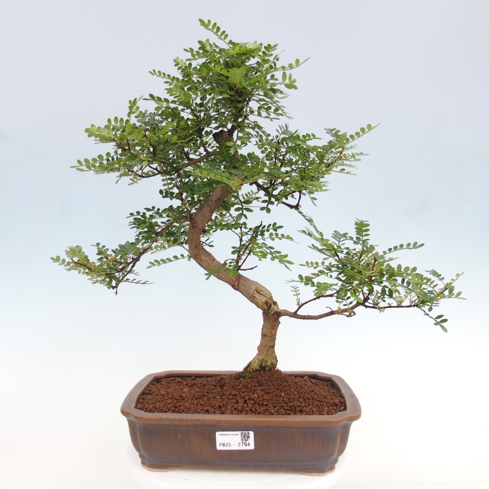 Zimmerbonsai - Zantoxylum piperitum - Pfefferbaum