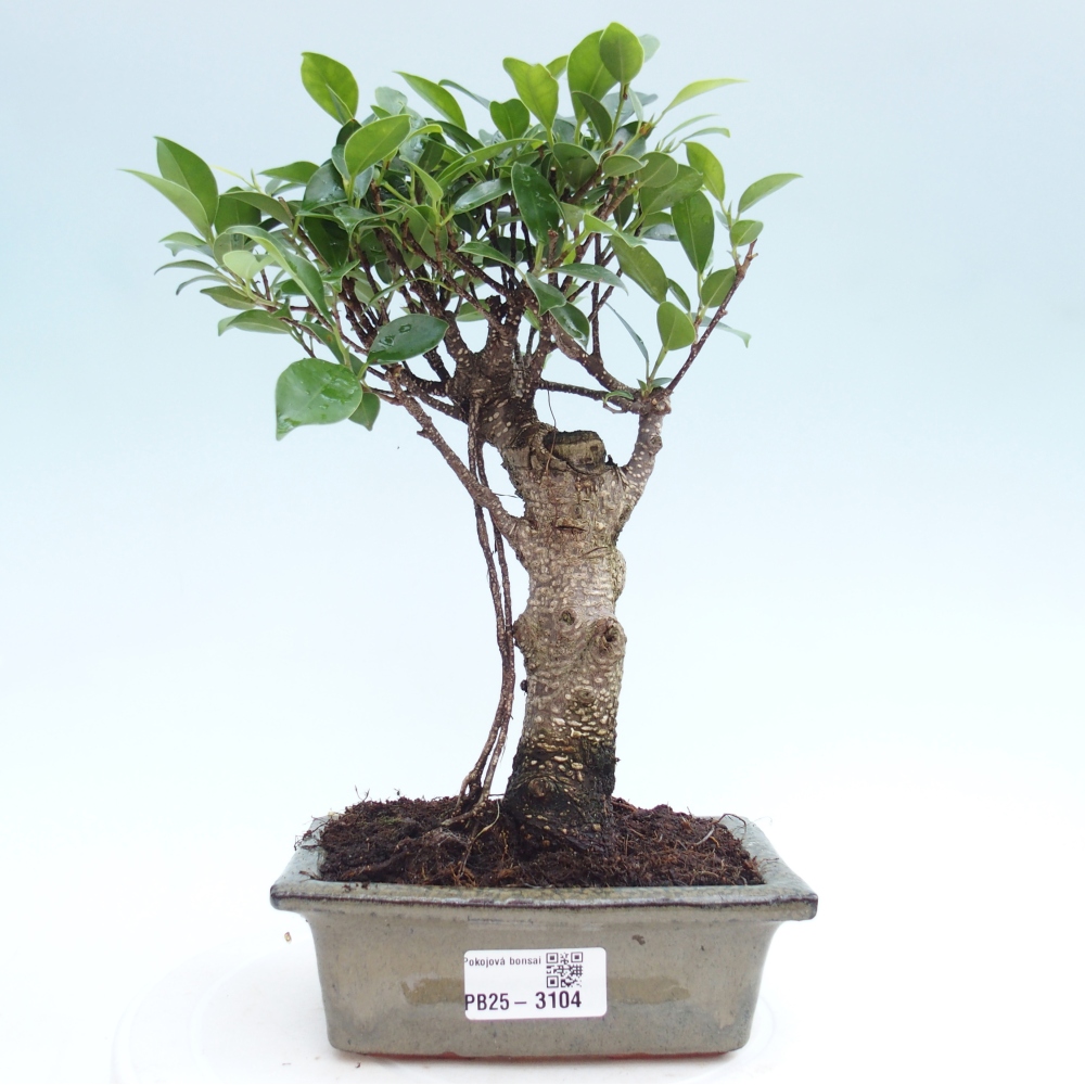 Zimmerbonsai - Ficus retusa - kleinblättriger Ficus