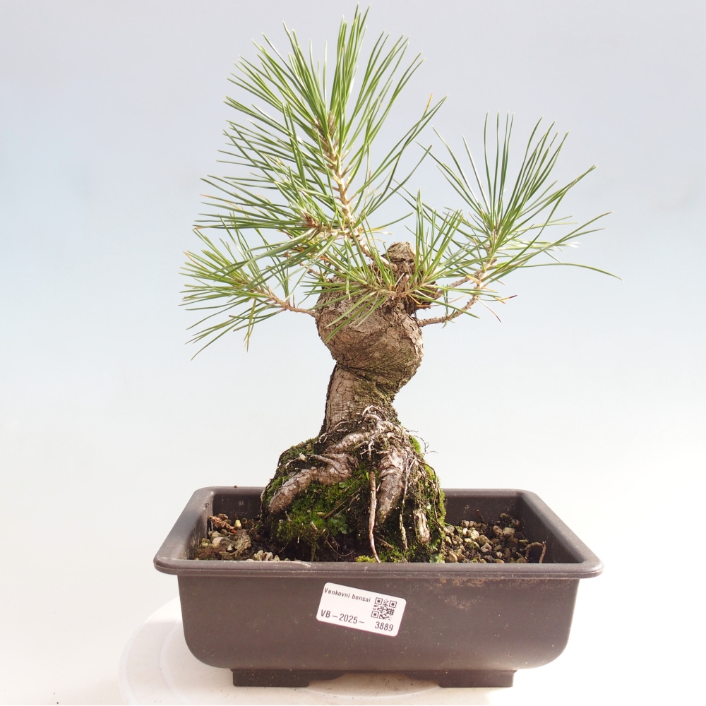 Bonsai für draußen - Pinus thunbergii - Thunberg-Kiefer
