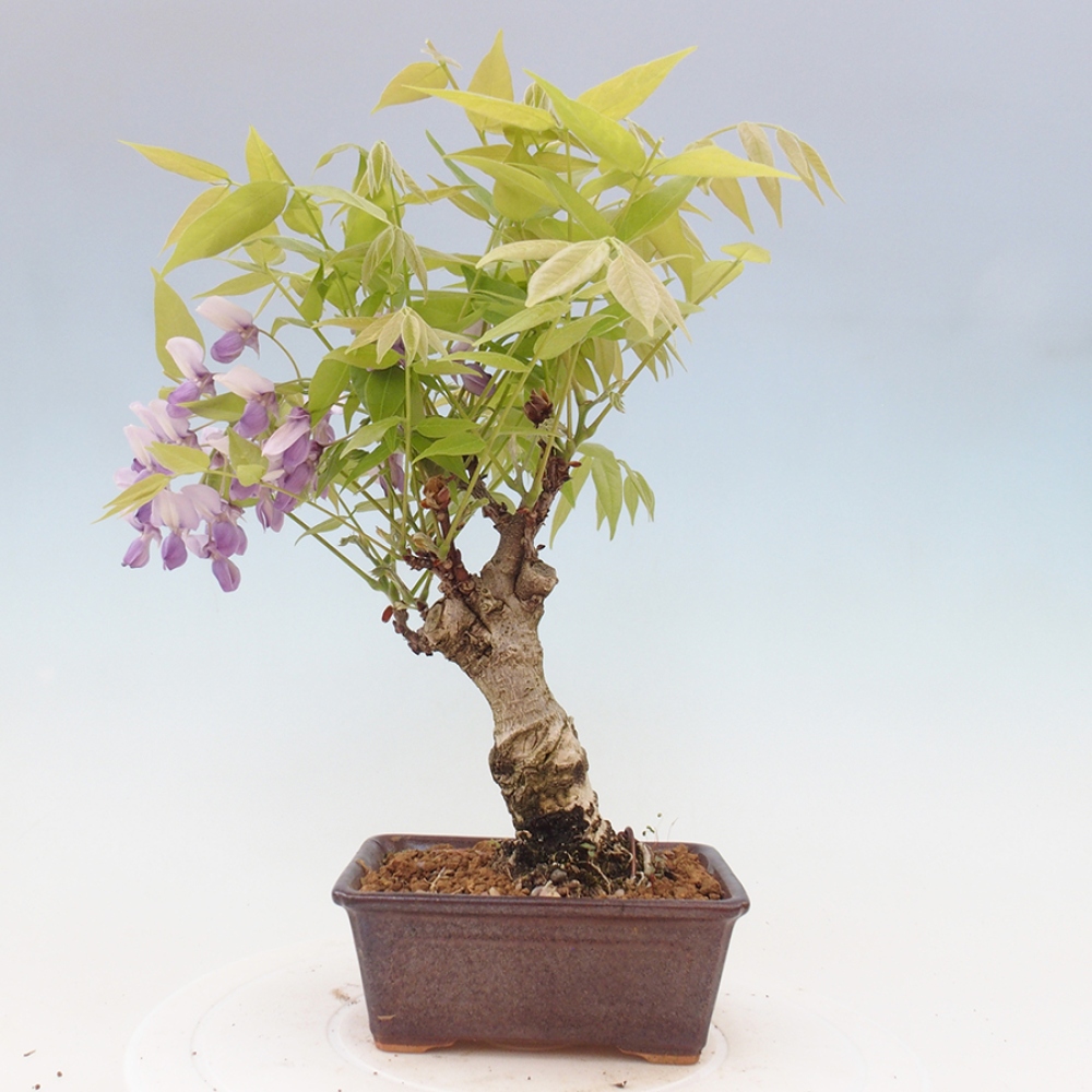 Bonsai im Freien - Wisteria floribunda - Wisteria floribunda