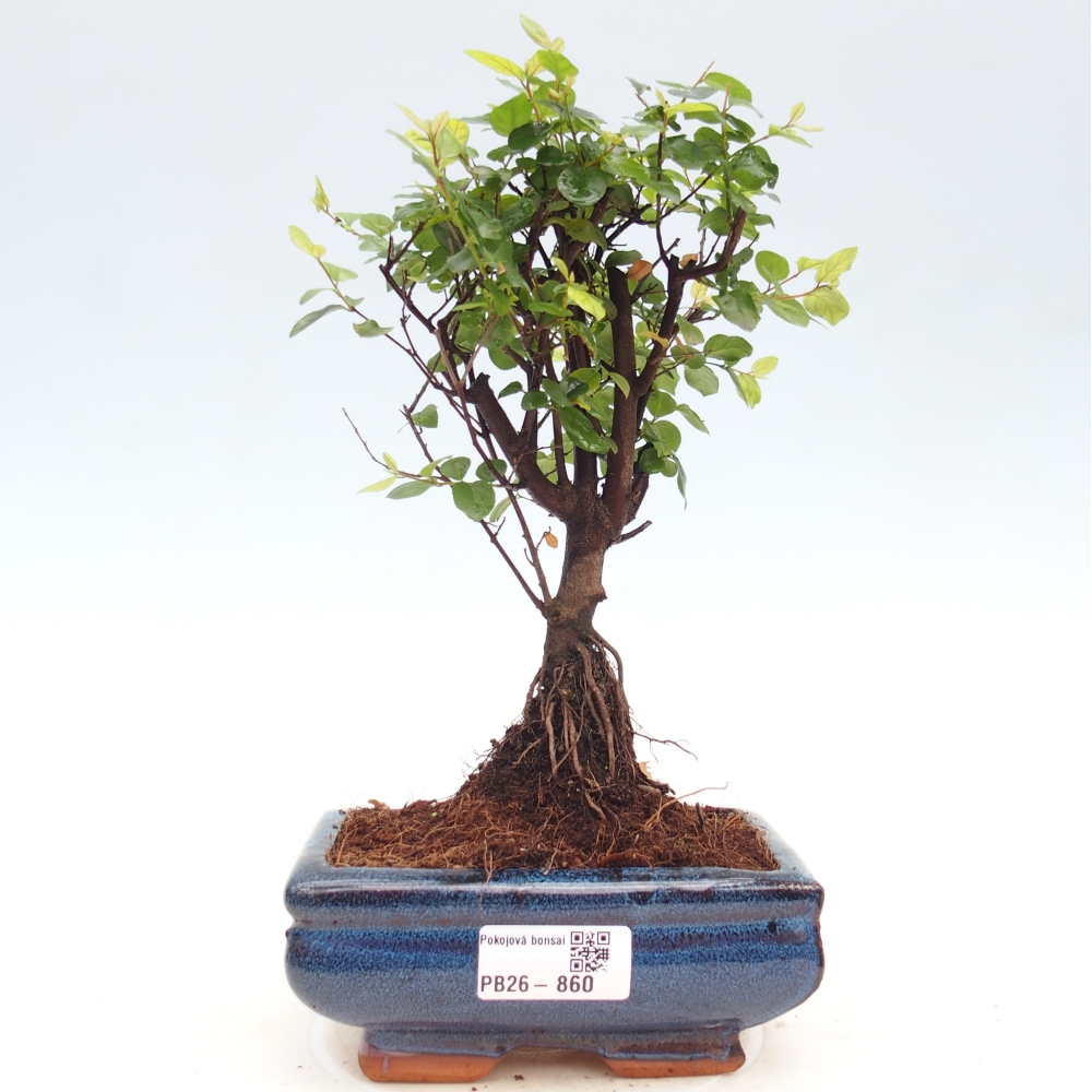 Zimmer Bonsai - Sageretia thea - Sageretia thea