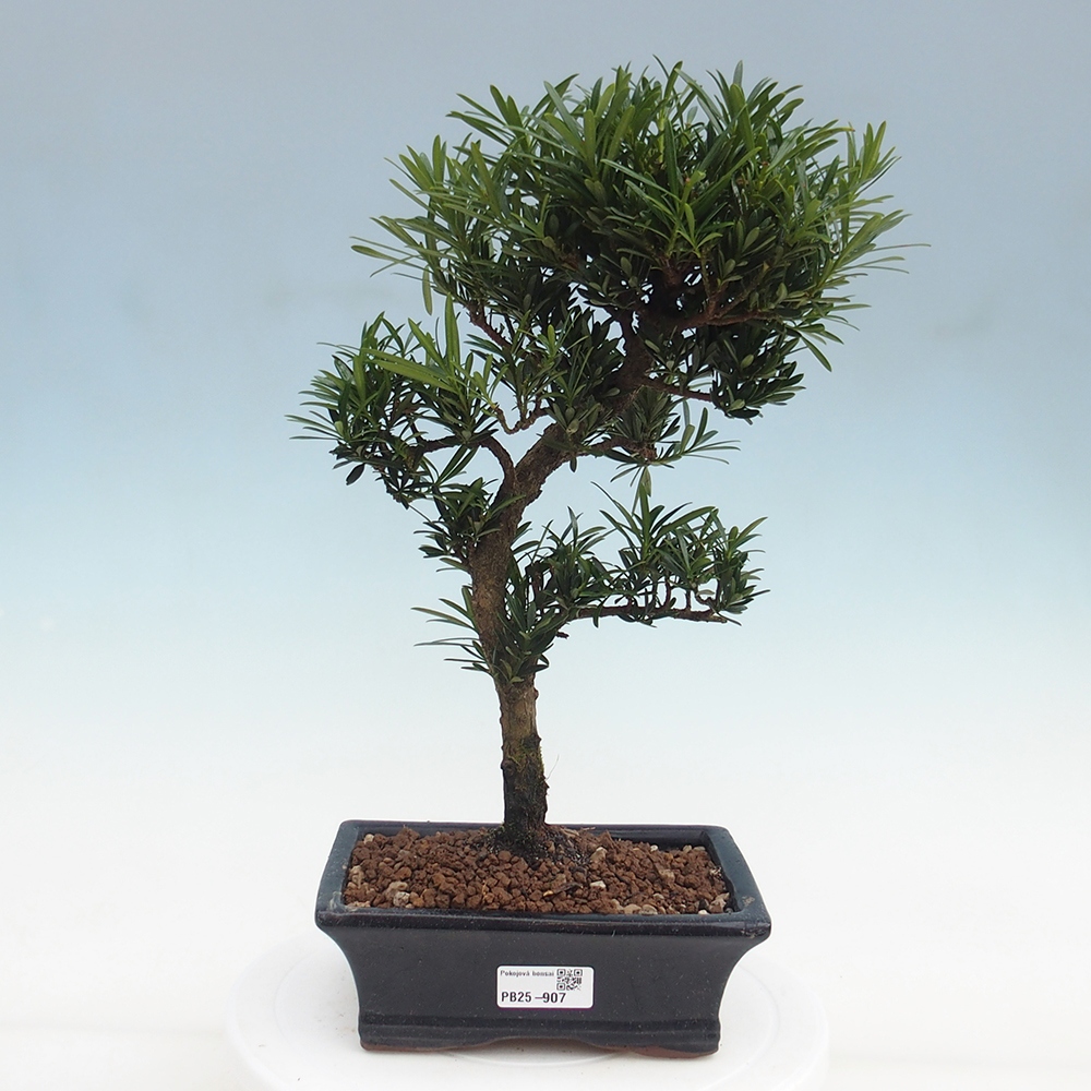 Zimmerbonsai - Podocarpus - Steineibe