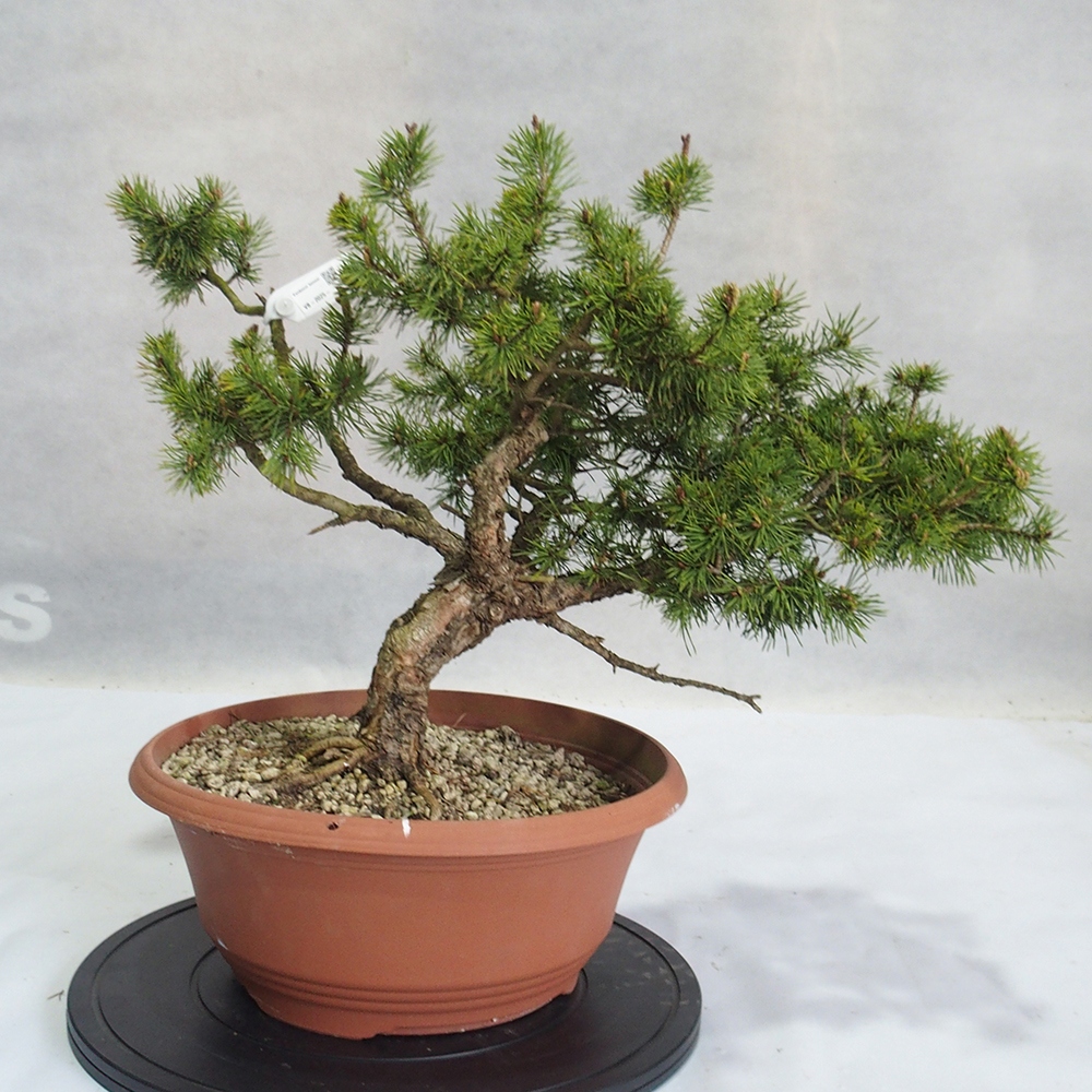 Yamadori - Pinus sylvestris 