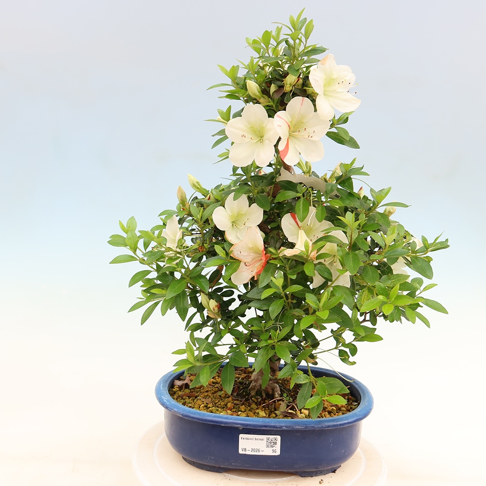 Bonsai für draußen - Japanische Azalee - Azalee Asahi-no-izumi