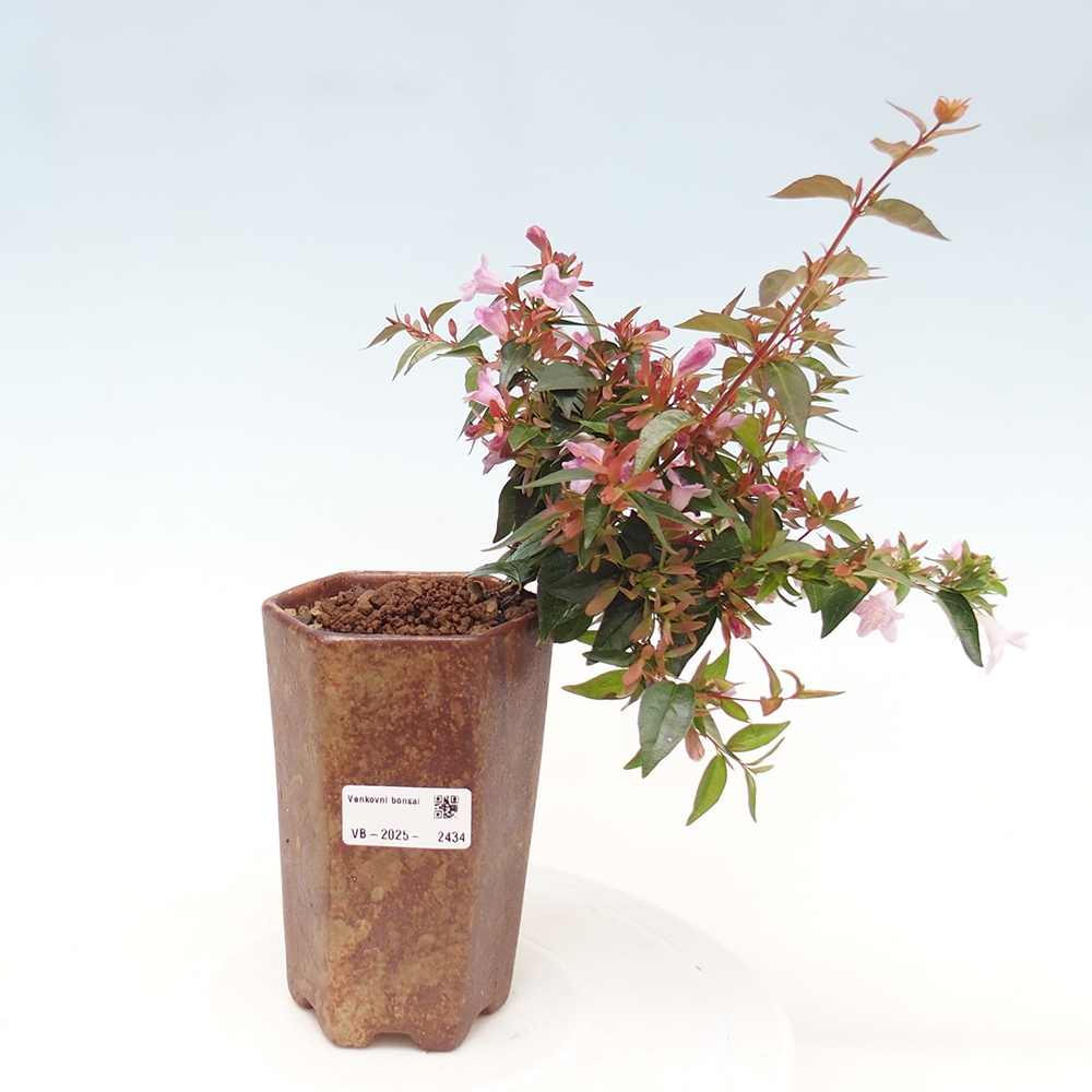 Bonsai im Freien - Abelia Grandiflora - Abelia grandiflora