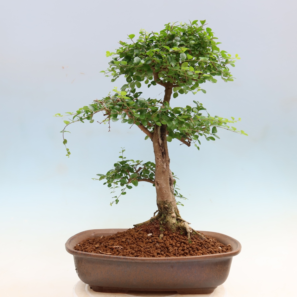 Zimmerbonsai -Ligustrum retusa - Kleinblättriger Vogelschnabel
