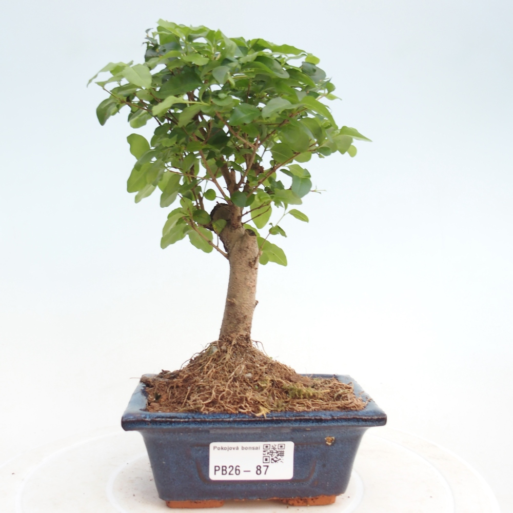 Zimmer Bonsai -Ligustrum chinensis - Vogelschnabel