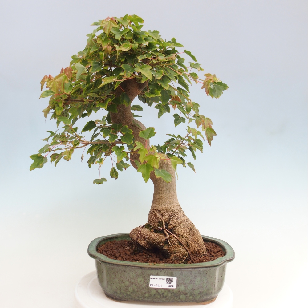 Bonsai im Freien - Ahorn Buergerianum - Burger Maple