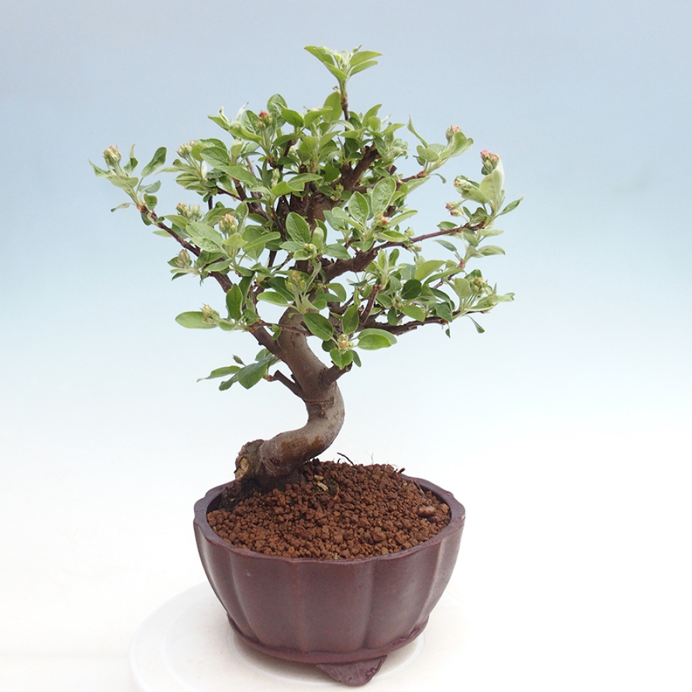 Bonsai im Freien - Malus halliana - Kleinfruchtiger Apfelbaum