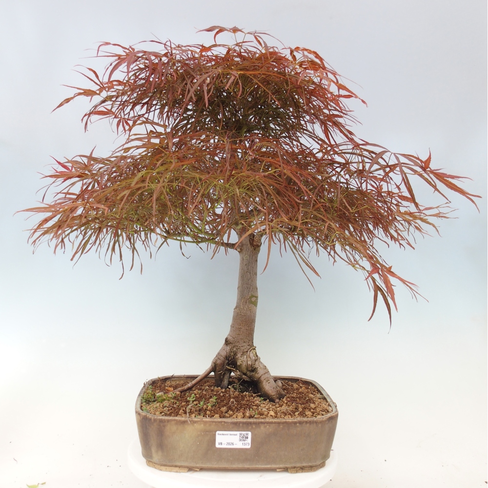 Bonsai für draußen - Acer palmatum RED PYGMY