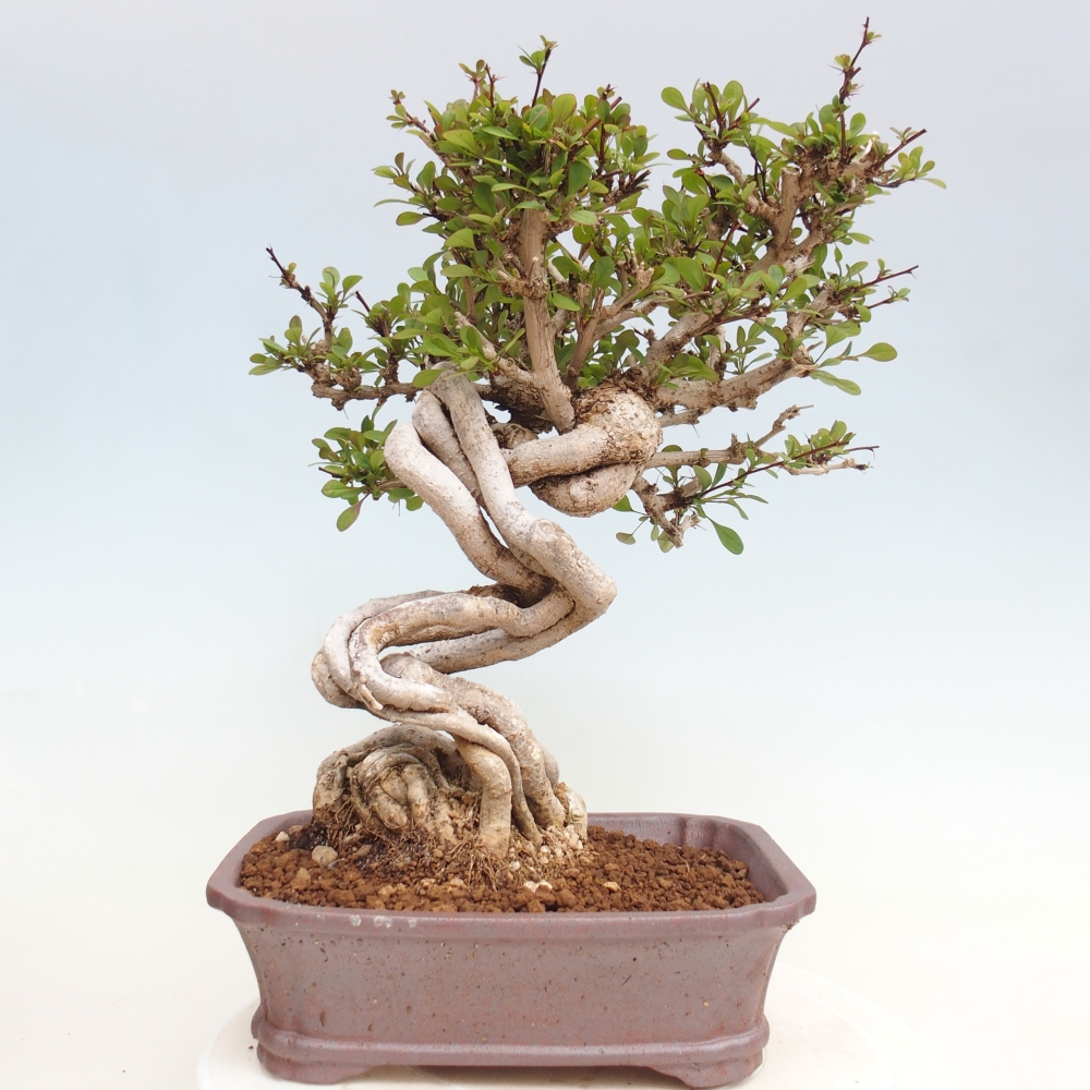 Bonsai für draußen - Berberis coreana