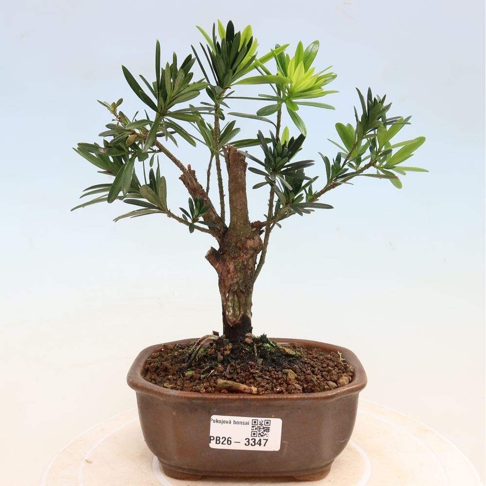 Zimmerbonsai - Podocarpus - Stein-Eibe