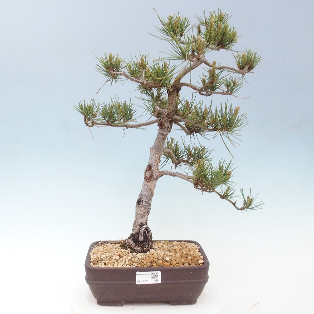 Bonsai im Freien - Pinus Sylvestris - Waldkiefer