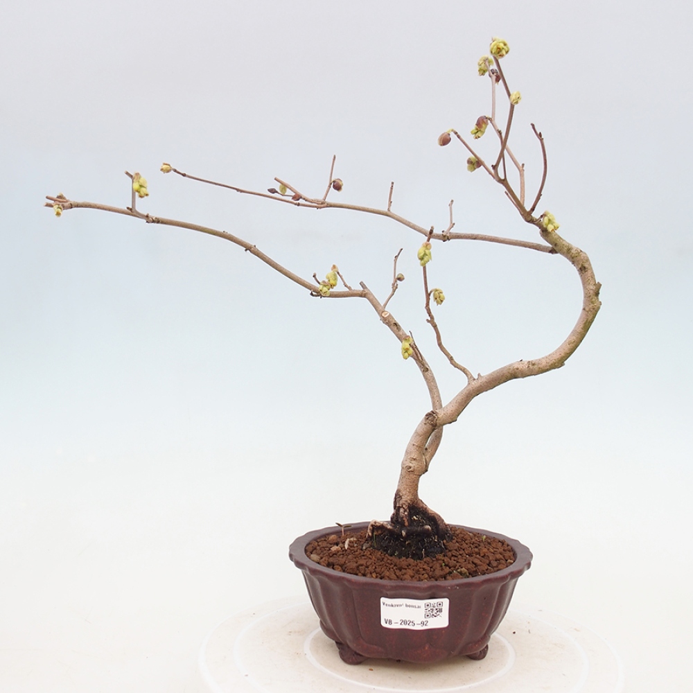 Bonsai im Freien - Haselnuss - Corylopsis Spicata