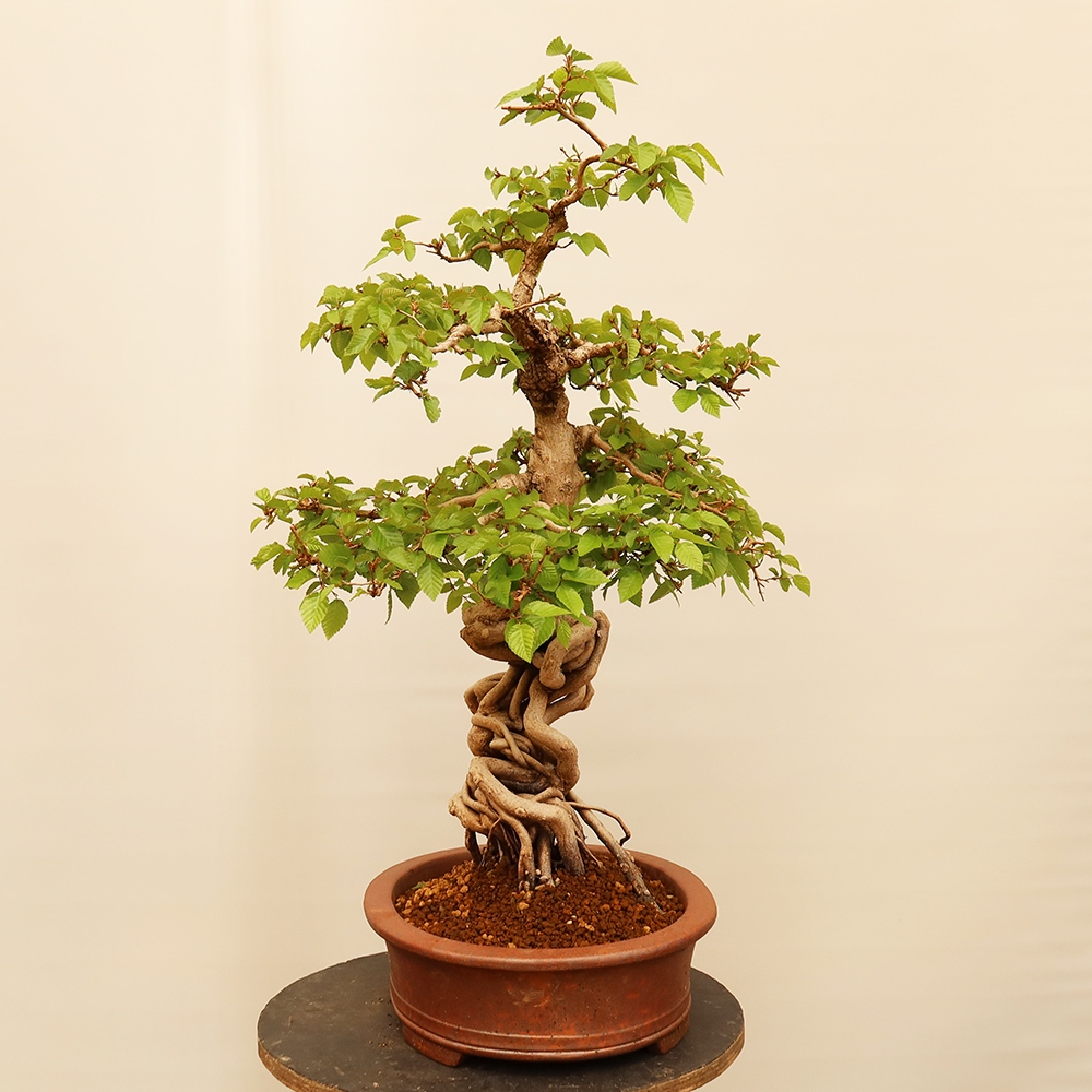 Bonsai im Freien - Carpinus Coreana - Koreanische Hainbuche