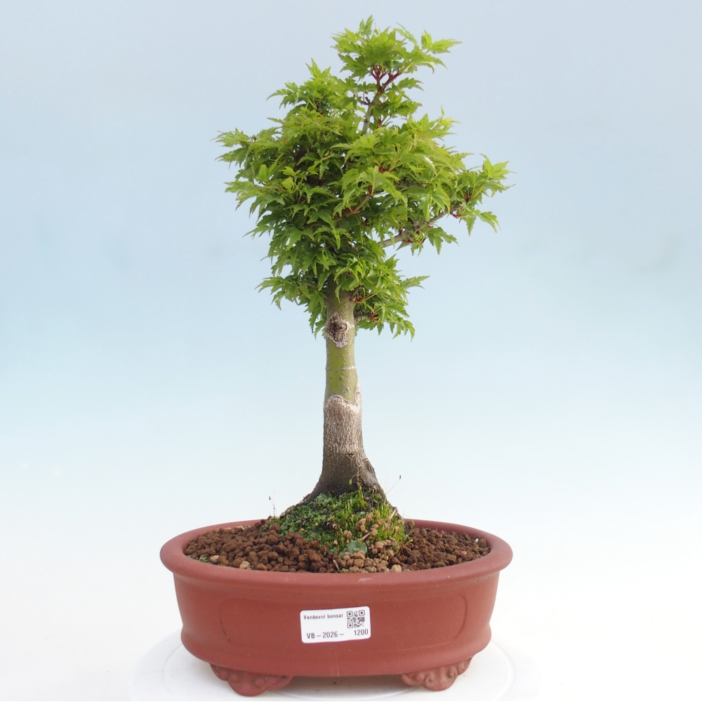 Bonsai für draußen -Javor-Palme Acer palmatum Shishigashira