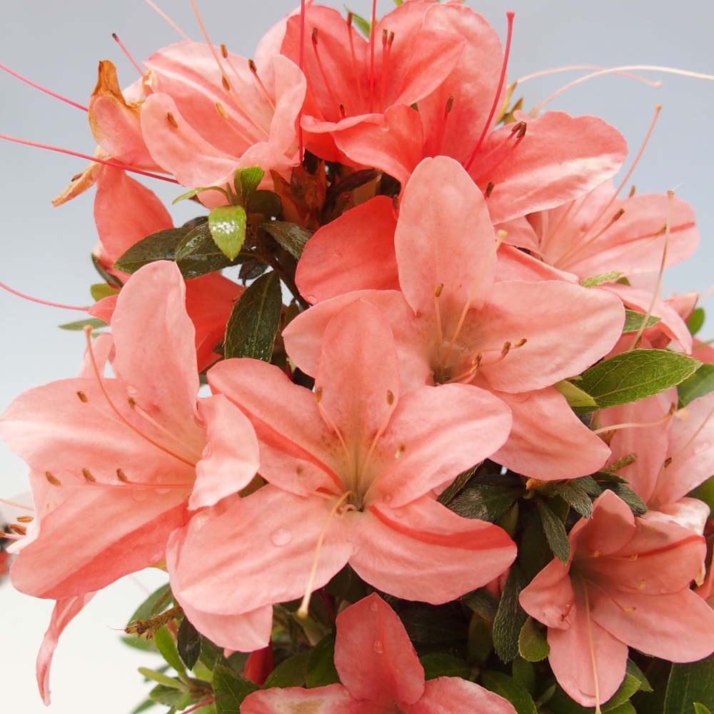 Bonsai im Freien - Japanische Azalee - Azalea Nikko