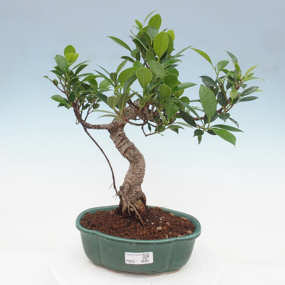 Indoor-Bonsai - Ficus retusa - kleiner Ficus