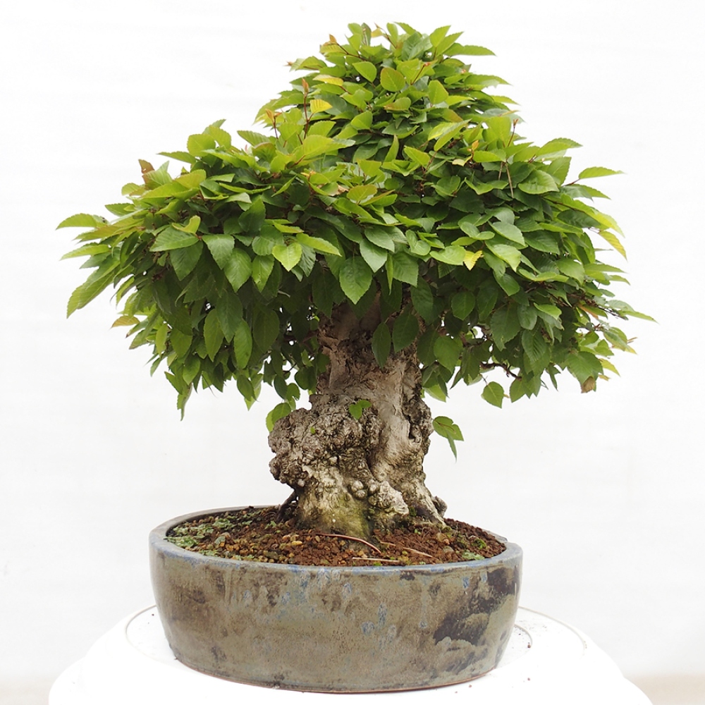 Bonsai im Freien -Carpinus CARPINOIDES - Koreanische Hainbuche