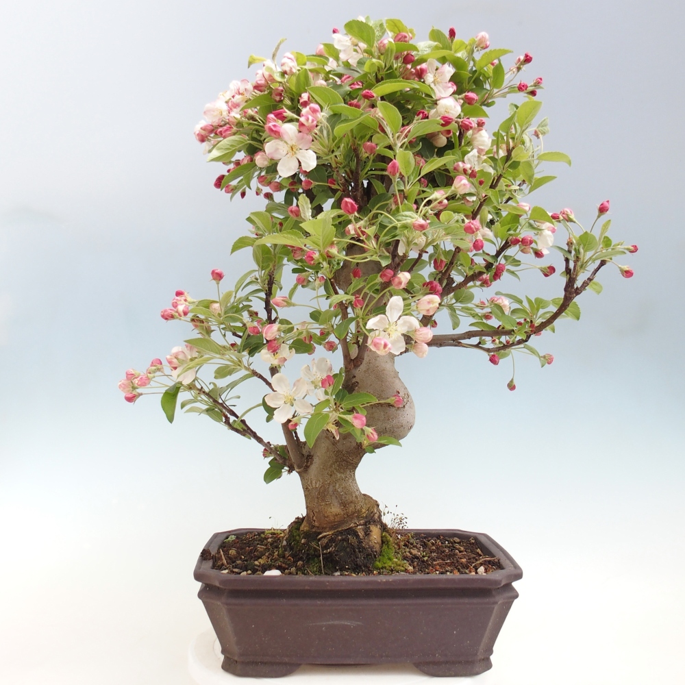 Outdoor-Bonsai -Malus halliana - Kleinfrüchtiger Apfelbaum
