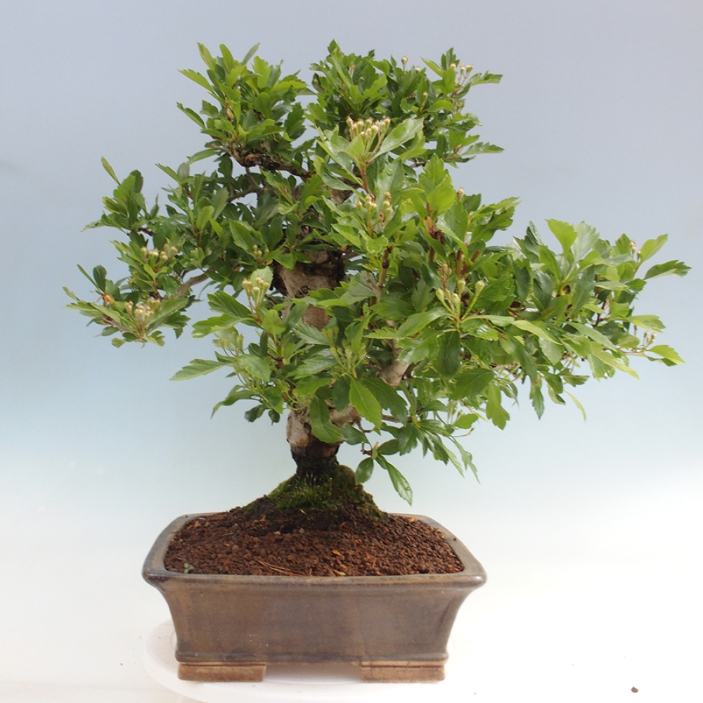 Bonsai im Freien - Weißdorn - Crataegus cuneata