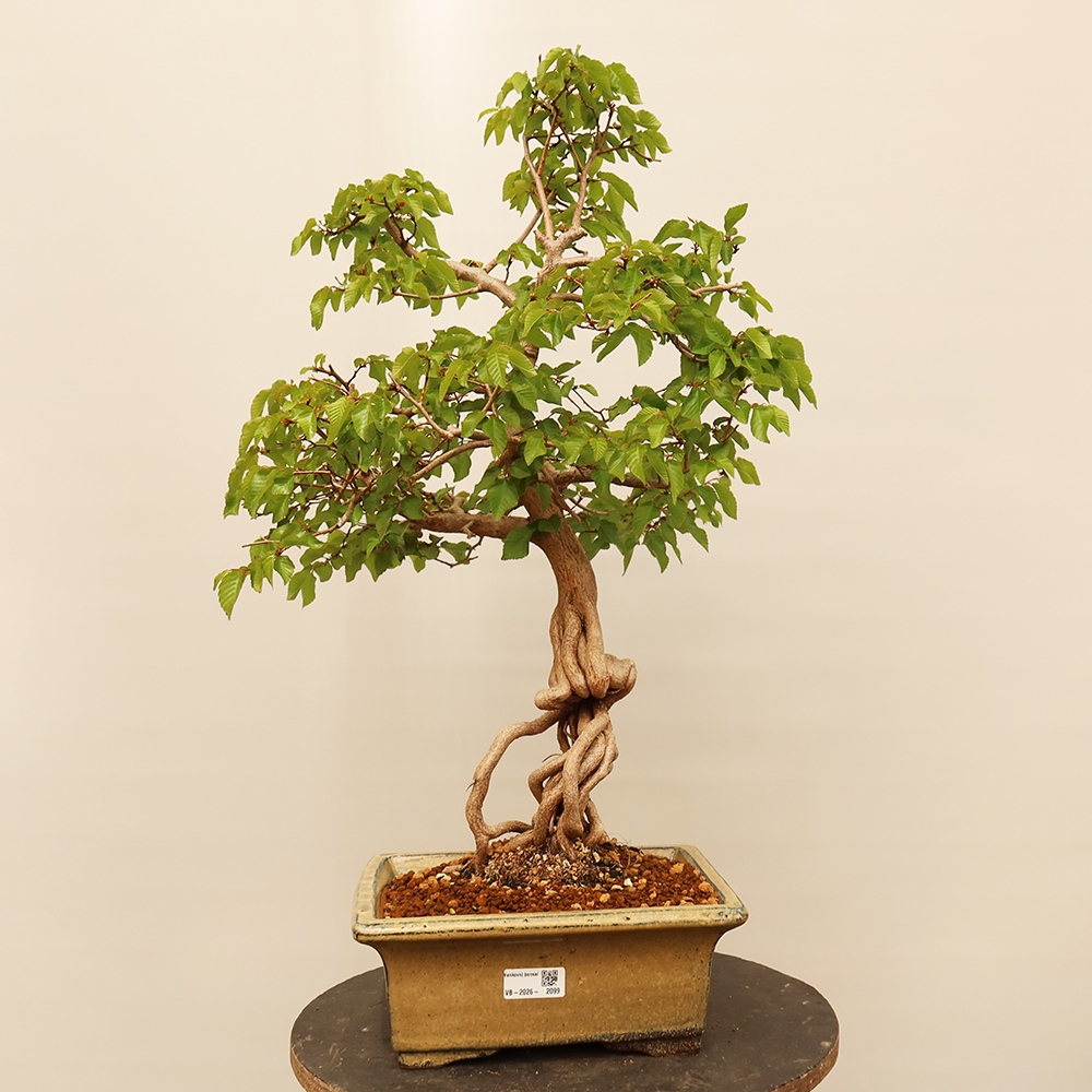 Bonsai im Freien - Carpinus Coreana - Koreanische Hainbuche