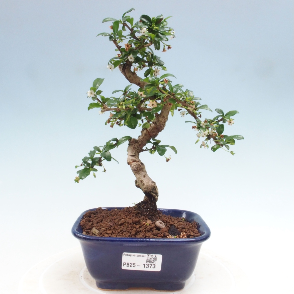 Zimmerbonsai - Carmona Macrophylla - Fuki-Tee