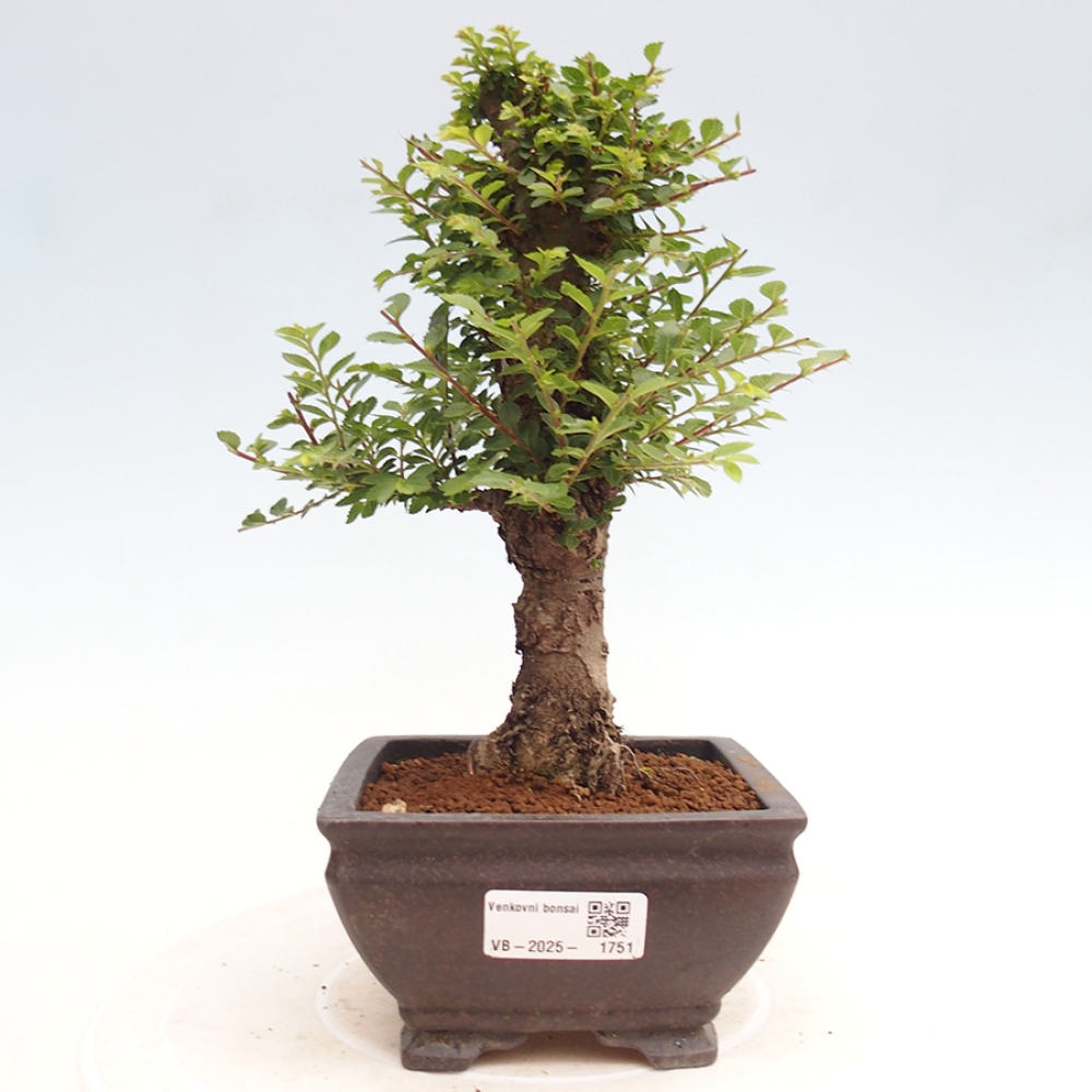 Bonsai im Freien - Ulmus parvifolia Hokkaido - Chinesische Ulme