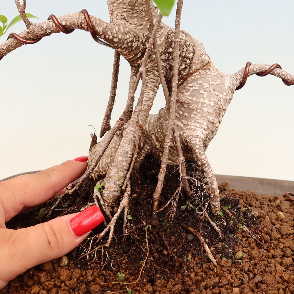 Zimmerbonsai - Ficus kimmen - Kleinblättriger Ficus