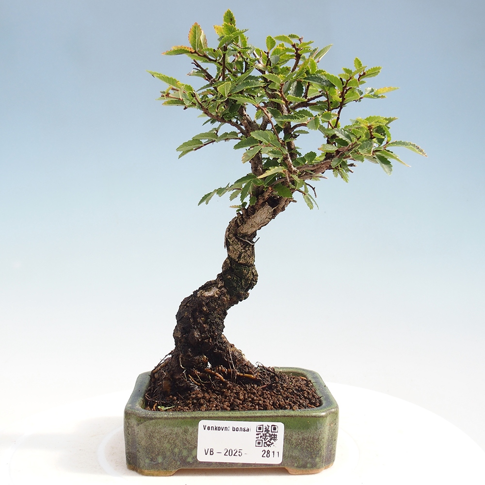 Bonsai im Freien - Zelkova - Zelkova NIRE