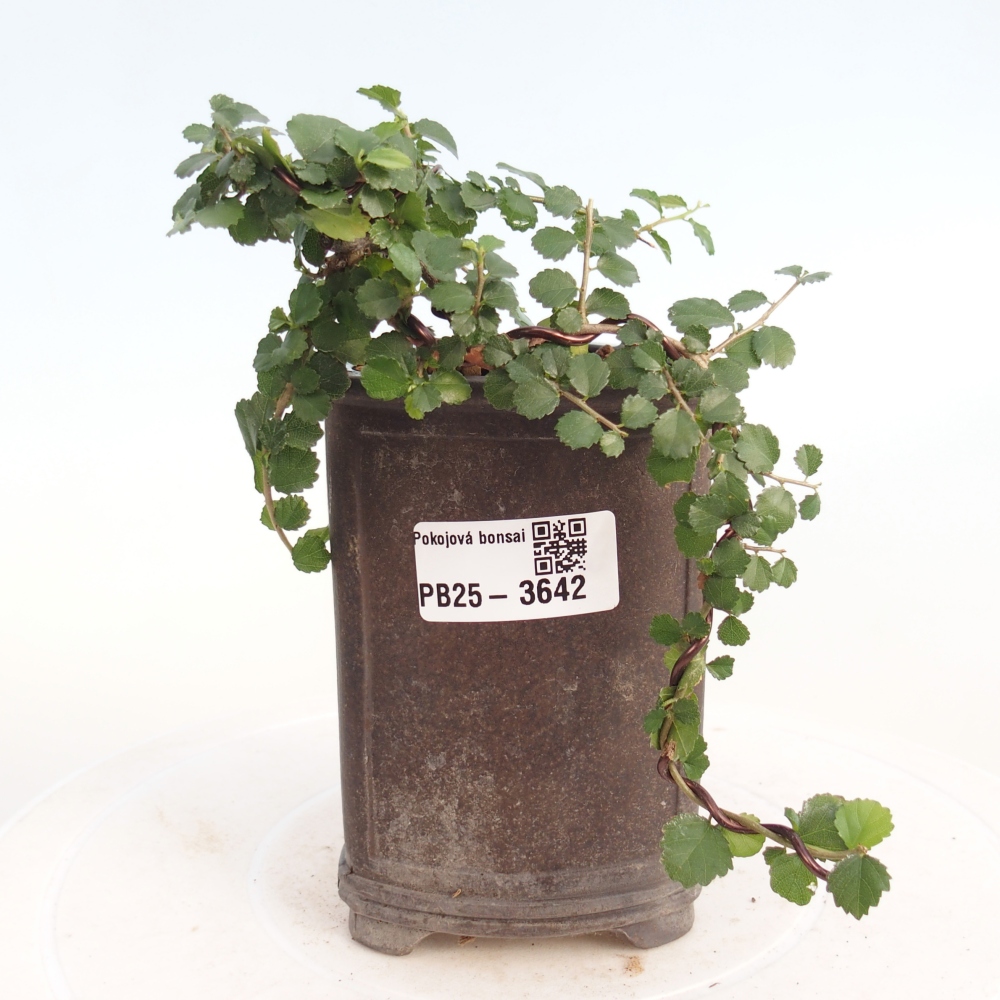 Zimmerbonsai - Grewia sp. - Grewia malafolia