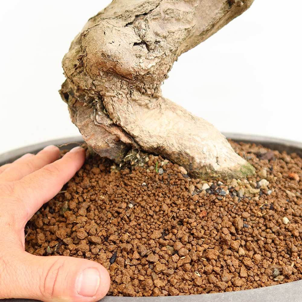 Bonsai im Freien - Carpinus Coreana - Koreanische Hainbuche