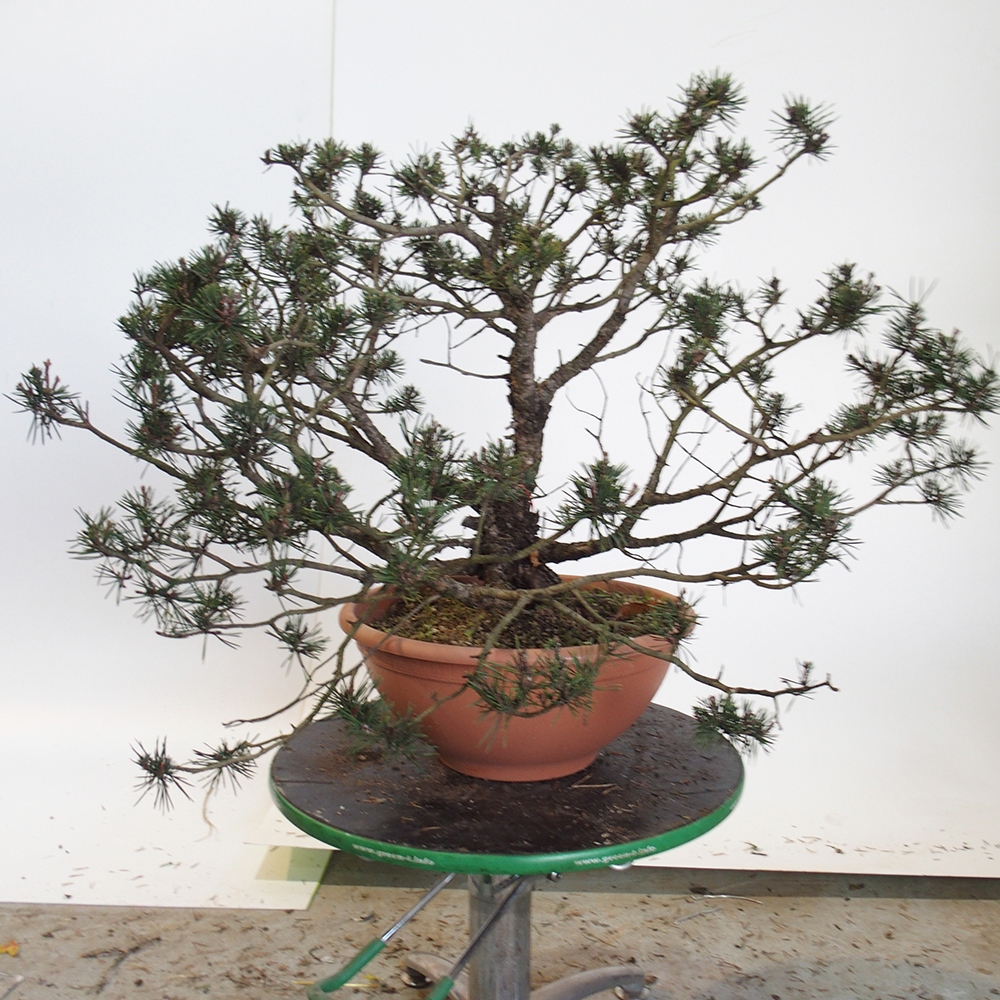 Yamadori - Pinus sylvestris Spanien