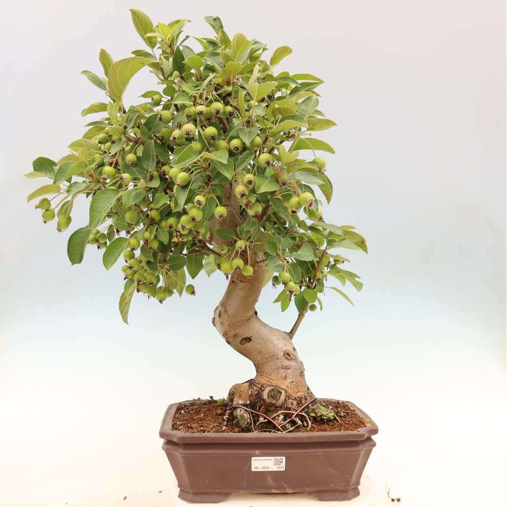 Outdoor-Bonsai -Malus halliana - Kleinfrüchtiger Apfelbaum