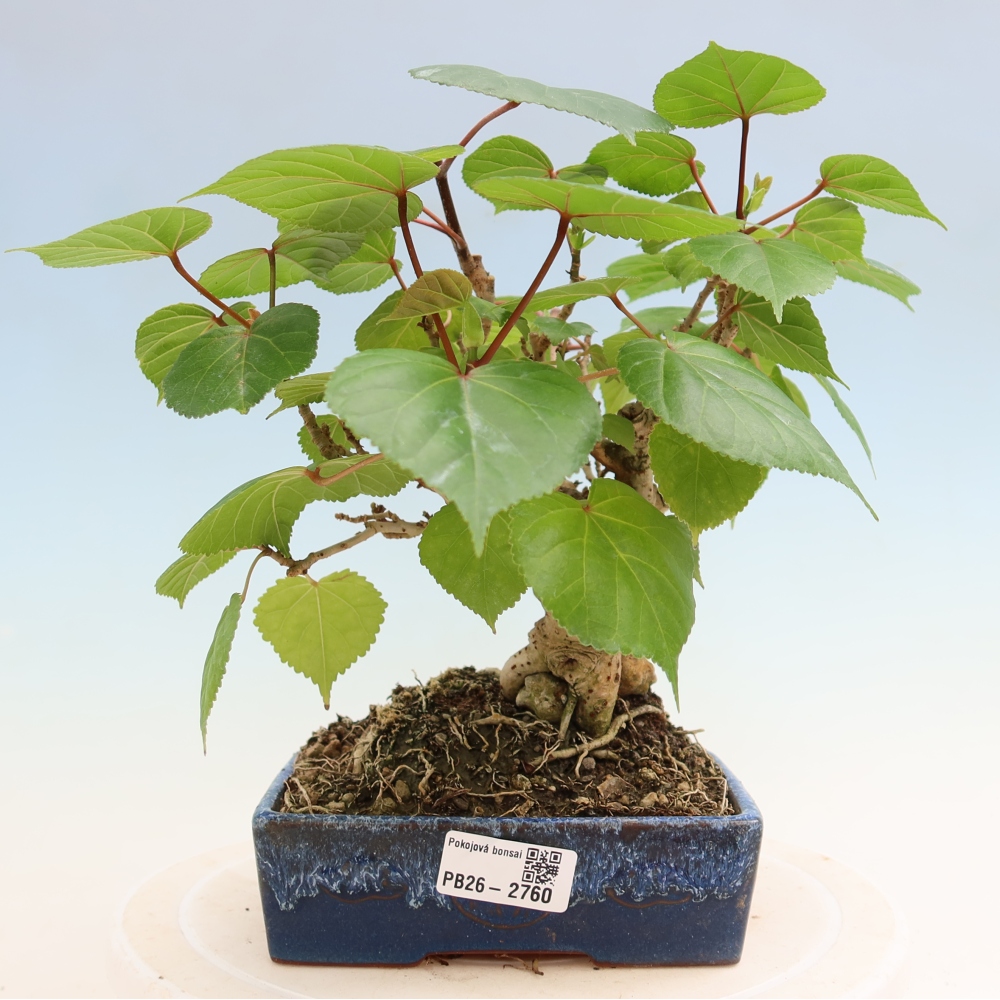 Zimmerbonsai - Hibiscus tiliaceus - Meeres-Hibiskus