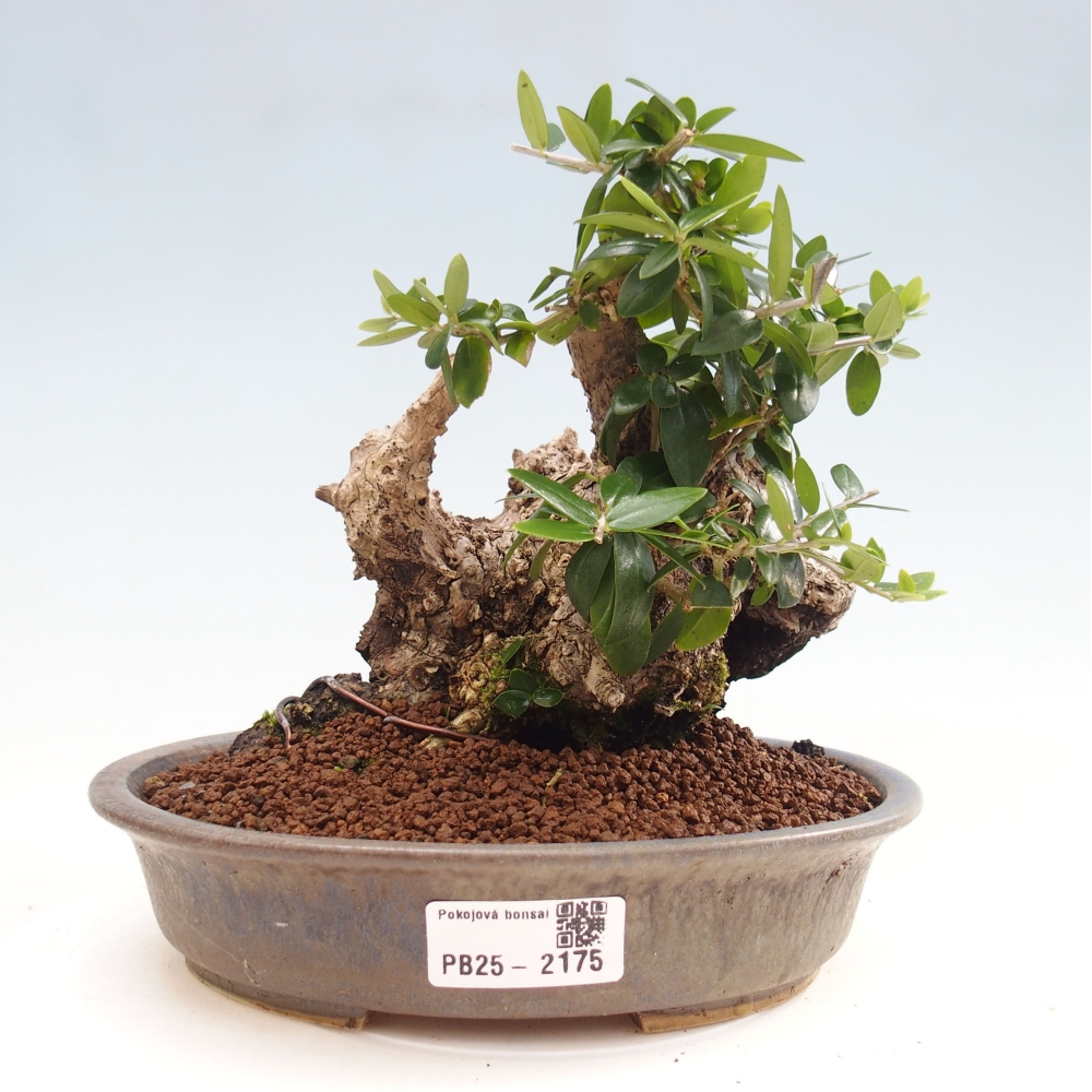 Indoor-Bonsai - Olea europaea sylvestris - Europäisches kleinblättriges Olivenöl