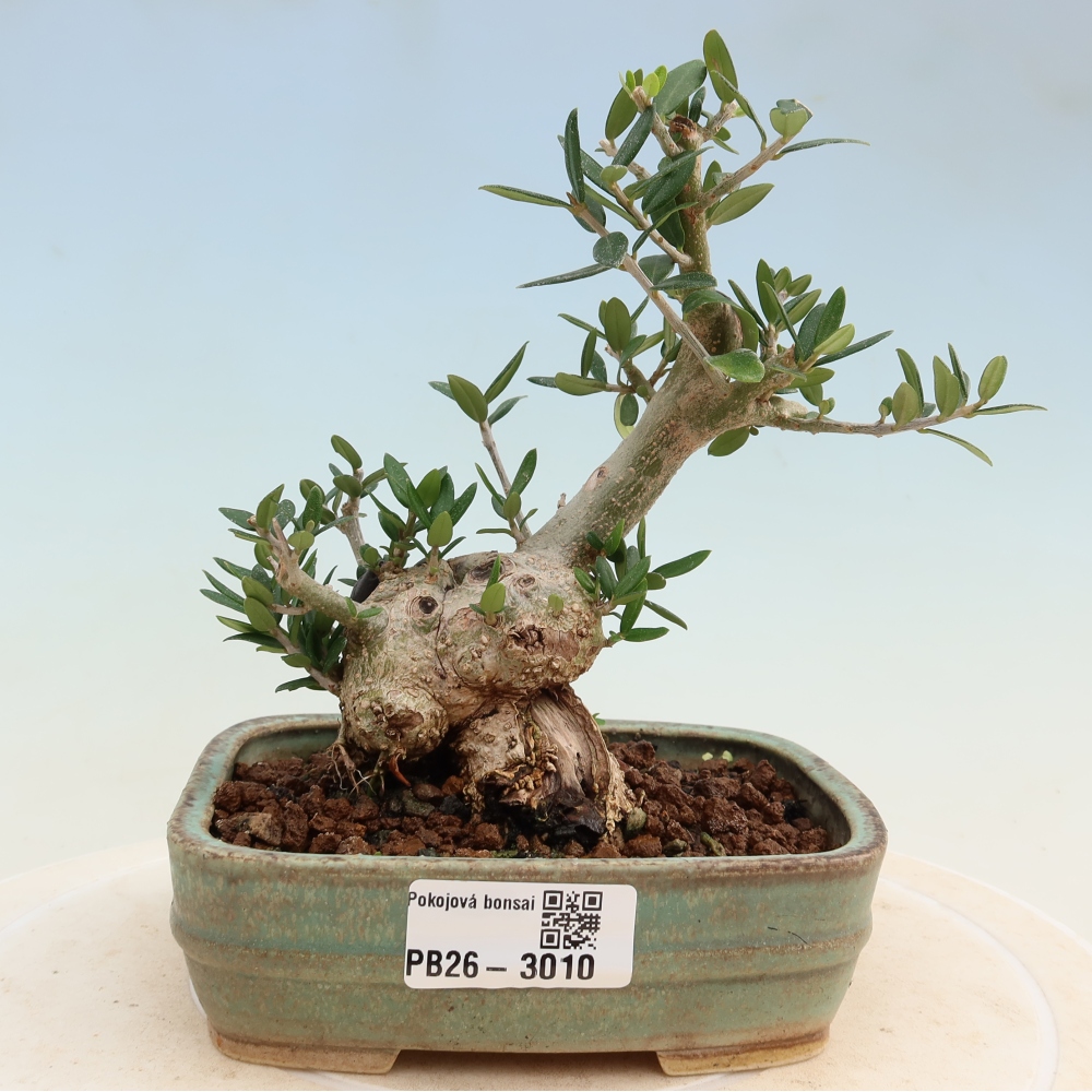 Zimmerbonsai - Olea europaea sylvestris