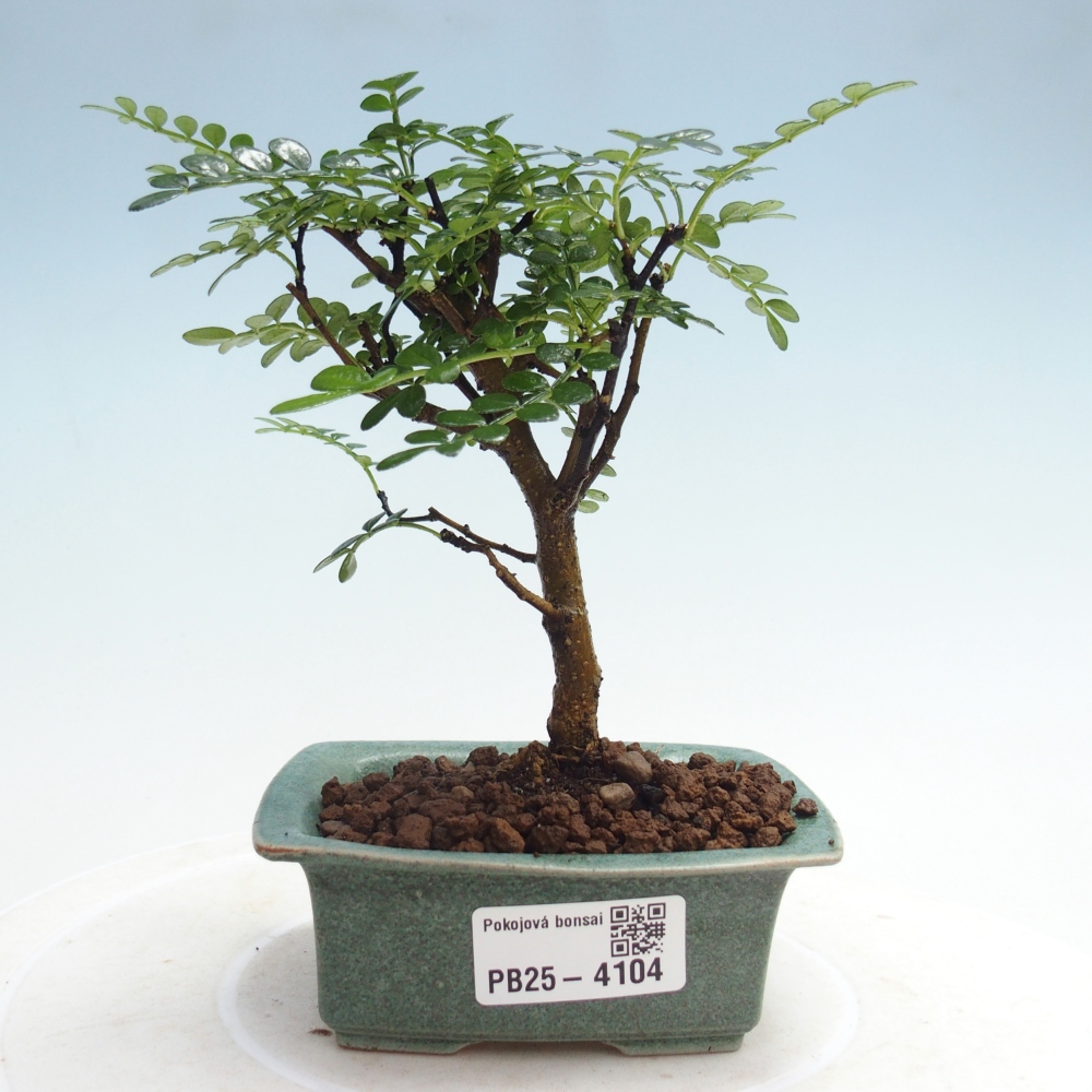 Zimmer Bonsai - Zantoxylum piperitum - Pfefferbaum