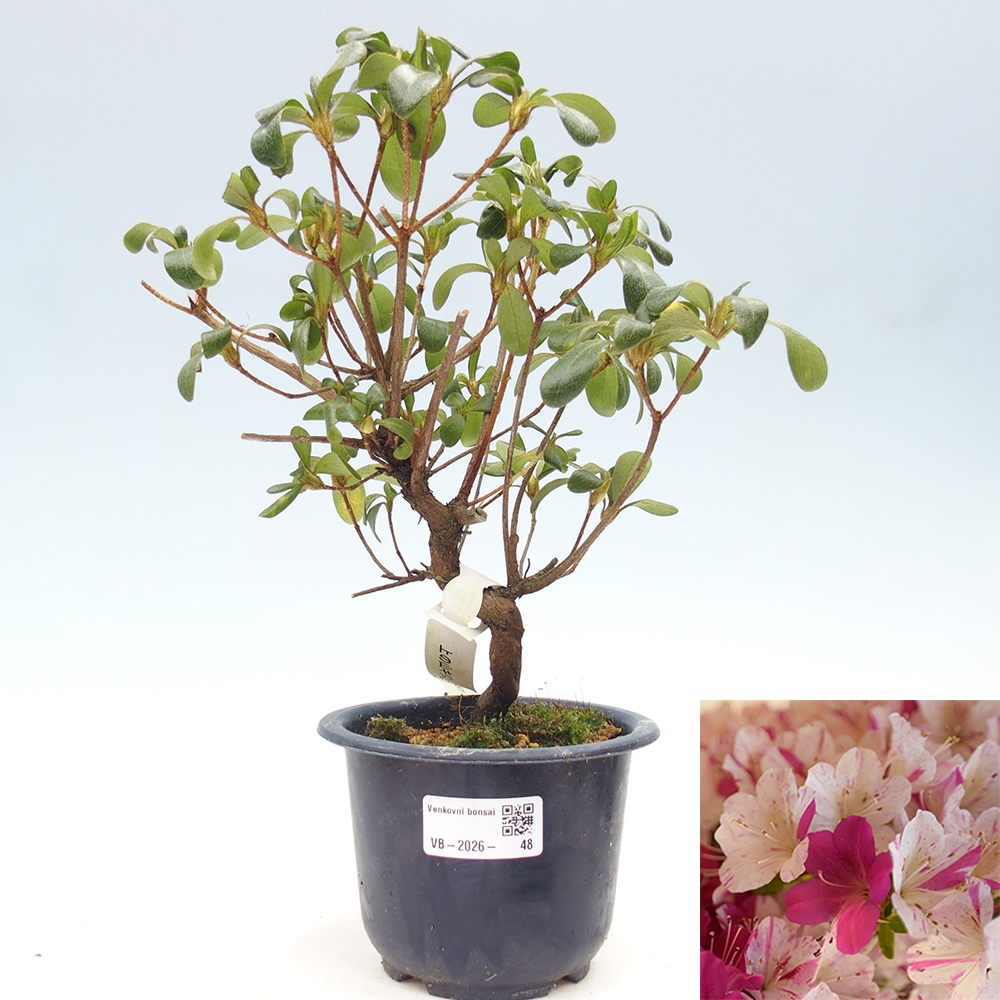 Bonsai für draußen - Japanische Azalee - Azalee Kaminoyamakirin