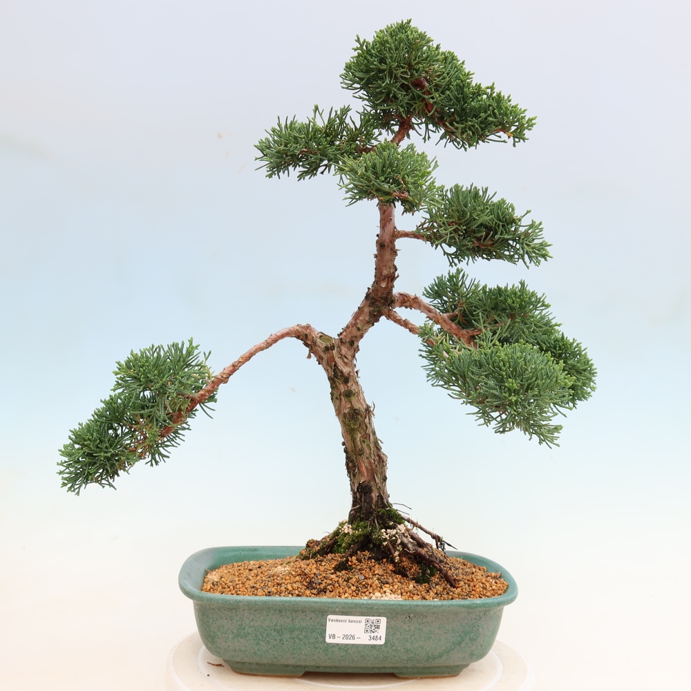 Bonsai für draußen - Juniperus chinensis Kishu