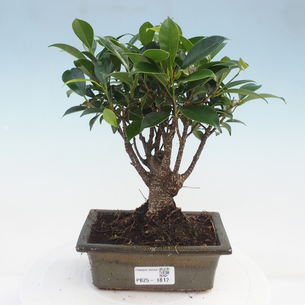 Zimmerbonsai - Ficus retusa - kleinblättriger Ficus