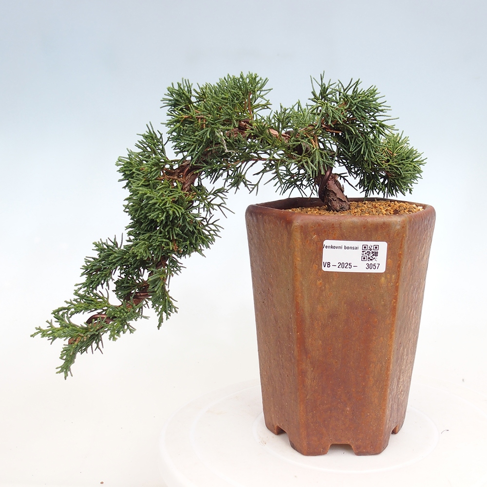 Bonsai im Freien - Juniperus chinensis Kishu - Chinesischer Wacholder