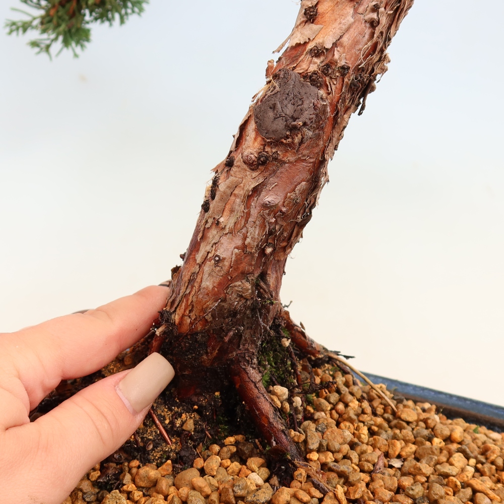 Bonsai für draußen - Juniperus chinensis Kishu